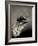 Feather-David Ridley-Framed Photographic Print