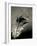 Feather-David Ridley-Framed Photographic Print