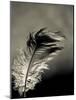 Feather-David Ridley-Mounted Photographic Print