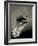 Feather-David Ridley-Framed Photographic Print