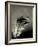 Feather-David Ridley-Framed Photographic Print