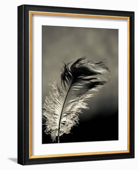 Feather-David Ridley-Framed Photographic Print