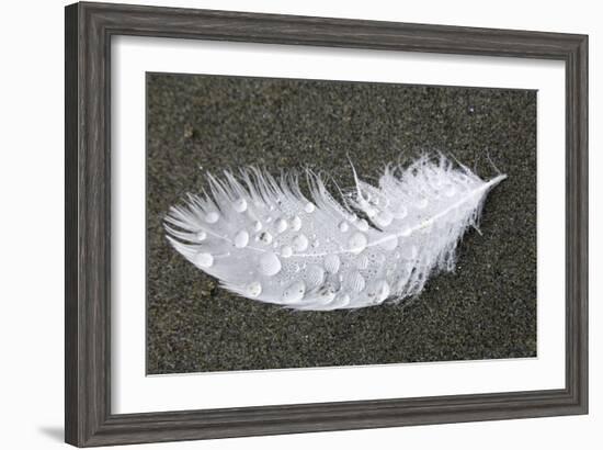 Feather-Georgette Douwma-Framed Photographic Print