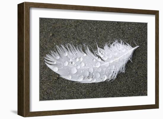 Feather-Georgette Douwma-Framed Photographic Print