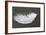 Feather-Georgette Douwma-Framed Photographic Print