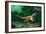 Feathered Dinosaurs-Chris Butler-Framed Photographic Print