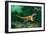 Feathered Dinosaurs-Chris Butler-Framed Photographic Print