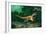 Feathered Dinosaurs-Chris Butler-Framed Photographic Print