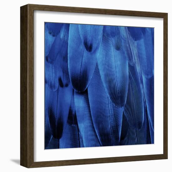 Feathered Friend - Indigo-Julia Bosco-Framed Art Print