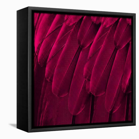 Feathered Friend - Magenta-Julia Bosco-Framed Stretched Canvas