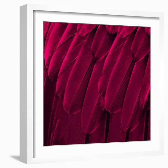 Feathered Friend - Magenta-Julia Bosco-Framed Art Print