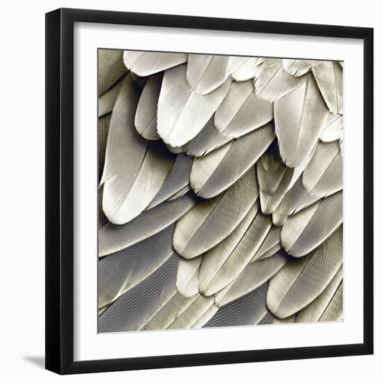 Feathered Friend - Pearl III-Julia Bosco-Framed Art Print
