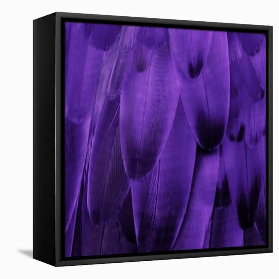 Feathered Friend - Purple-Julia Bosco-Framed Stretched Canvas