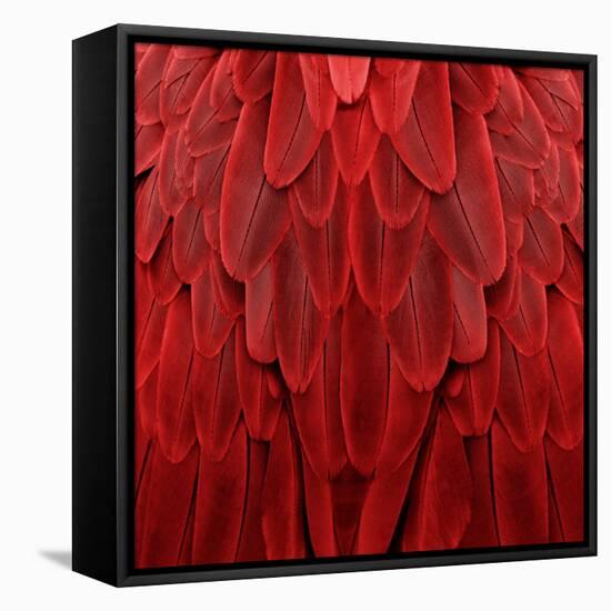 Feathered Friend - Red-Julia Bosco-Framed Stretched Canvas