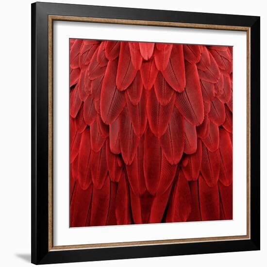 Feathered Friend - Red-Julia Bosco-Framed Art Print