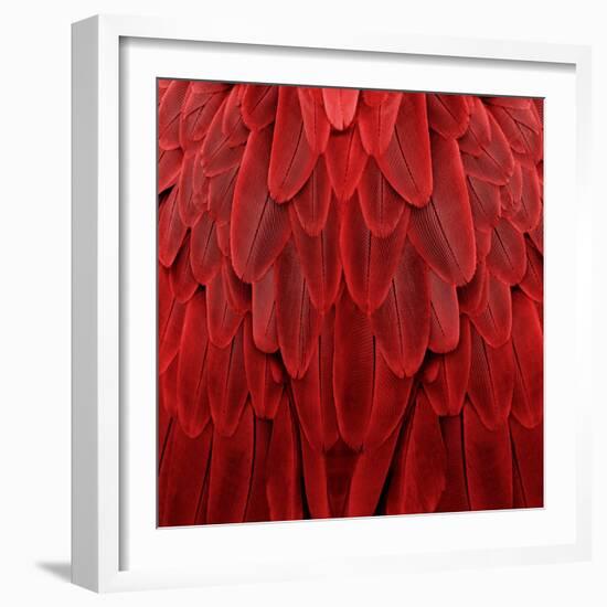 Feathered Friend - Red-Julia Bosco-Framed Art Print