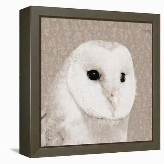 Feathered II-Anna Polanski-Framed Stretched Canvas