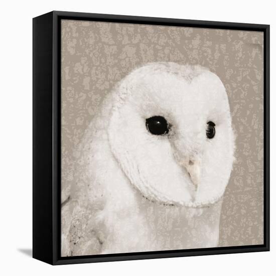 Feathered II-Anna Polanski-Framed Stretched Canvas