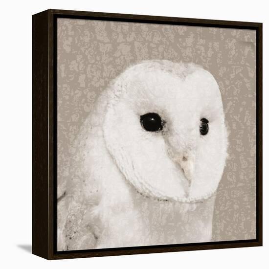 Feathered II-Anna Polanski-Framed Stretched Canvas