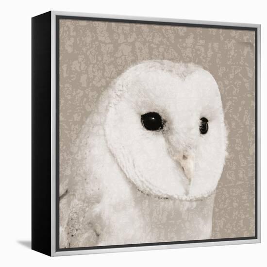 Feathered II-Anna Polanski-Framed Stretched Canvas