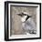 Feathered III-Anna Polanski-Framed Art Print