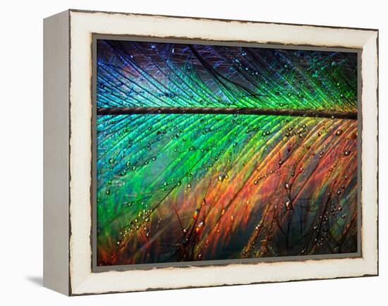 Featherlight-Ursula Abresch-Framed Premier Image Canvas