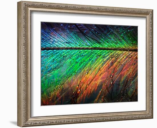 Featherlight-Ursula Abresch-Framed Photographic Print