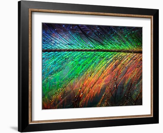 Featherlight-Ursula Abresch-Framed Photographic Print