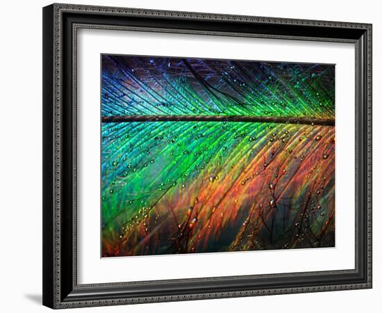 Featherlight-Ursula Abresch-Framed Photographic Print