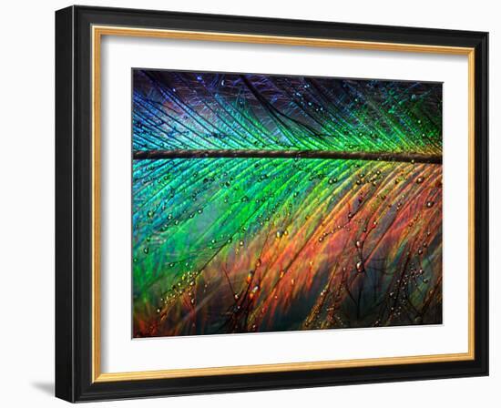 Featherlight-Ursula Abresch-Framed Photographic Print