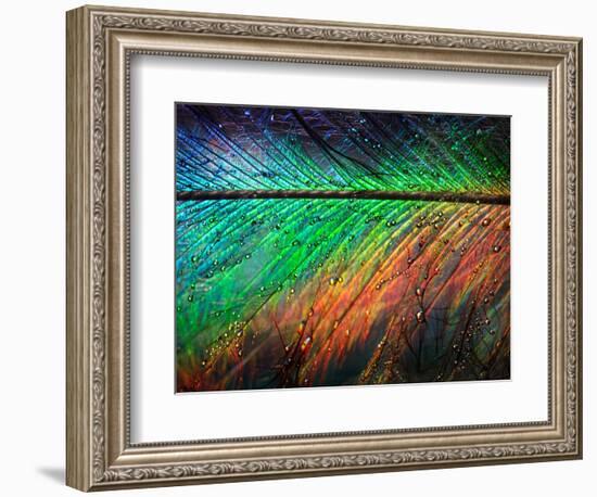 Featherlight-Ursula Abresch-Framed Photographic Print