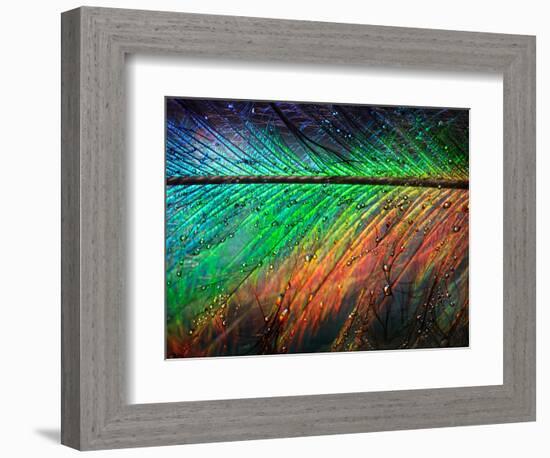 Featherlight-Ursula Abresch-Framed Photographic Print