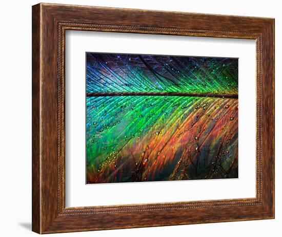 Featherlight-Ursula Abresch-Framed Photographic Print