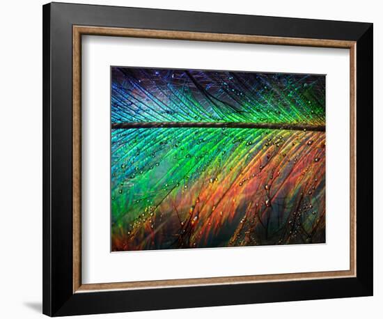 Featherlight-Ursula Abresch-Framed Photographic Print