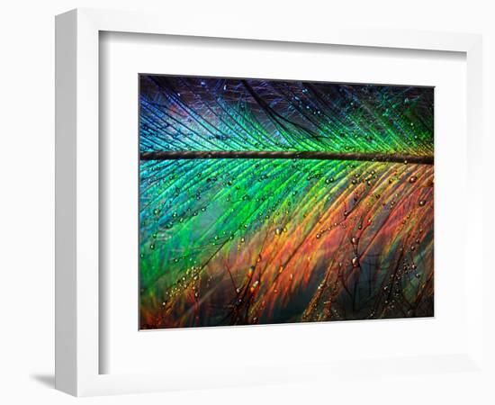 Featherlight-Ursula Abresch-Framed Photographic Print