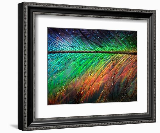 Featherlight-Ursula Abresch-Framed Photographic Print