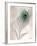 Feathers #11-Alan Blaustein-Framed Photographic Print