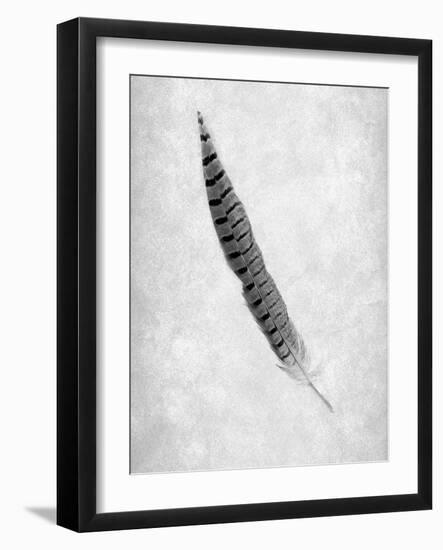 Feathers #8-Alan Blaustein-Framed Photographic Print