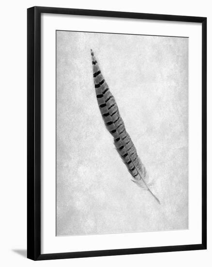 Feathers #8-Alan Blaustein-Framed Photographic Print