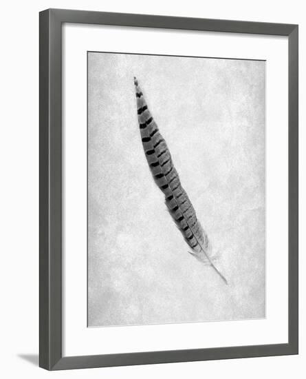 Feathers #8-Alan Blaustein-Framed Photographic Print