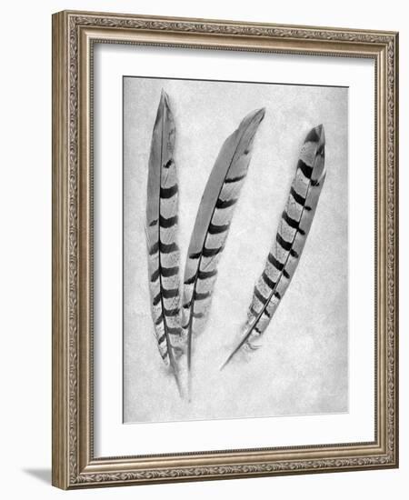 Feathers B-W #1-Alan Blaustein-Framed Photographic Print