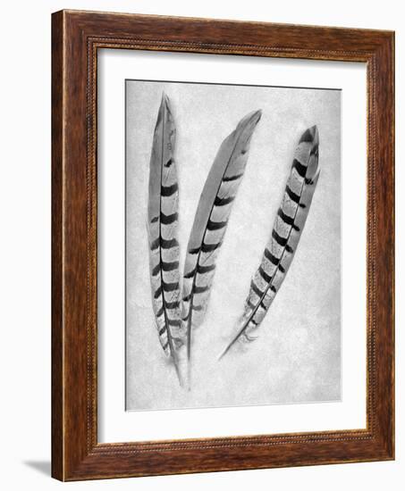 Feathers B-W #1-Alan Blaustein-Framed Photographic Print