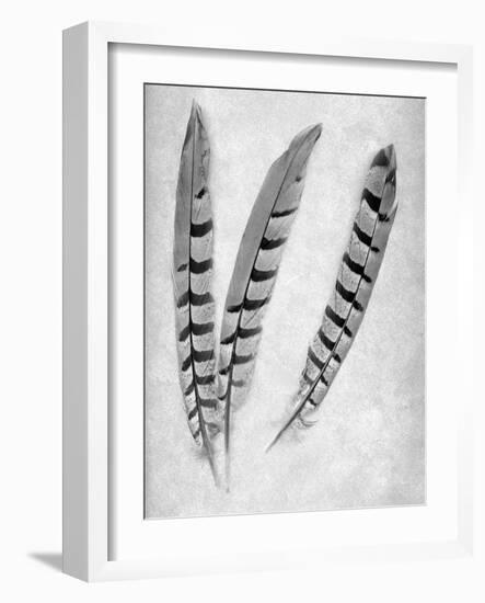 Feathers B-W #1-Alan Blaustein-Framed Photographic Print