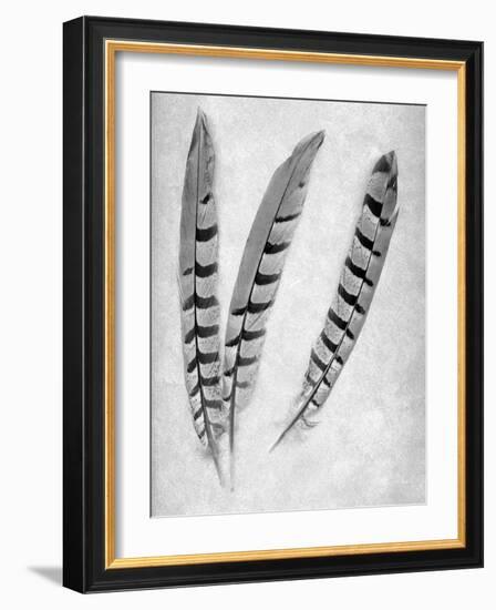 Feathers B-W #1-Alan Blaustein-Framed Photographic Print