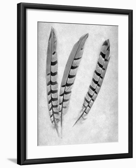 Feathers B-W #1-Alan Blaustein-Framed Photographic Print