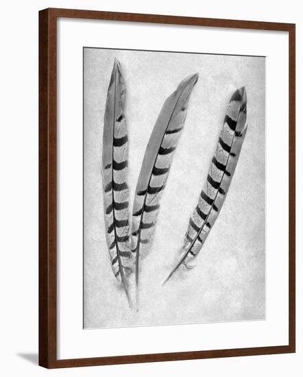 Feathers B-W #1-Alan Blaustein-Framed Photographic Print