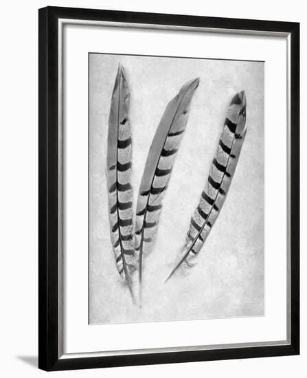 Feathers B-W #1-Alan Blaustein-Framed Photographic Print