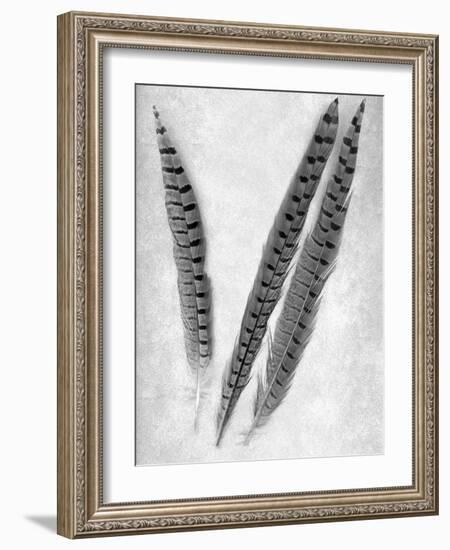 Feathers B-W #3-Alan Blaustein-Framed Photographic Print