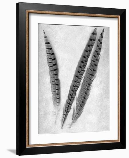 Feathers B-W #3-Alan Blaustein-Framed Photographic Print