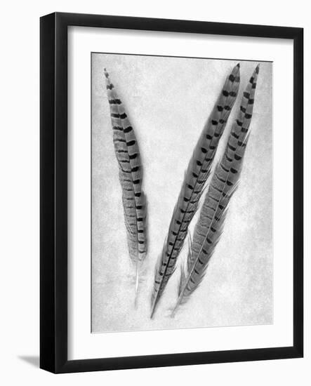 Feathers B-W #3-Alan Blaustein-Framed Photographic Print